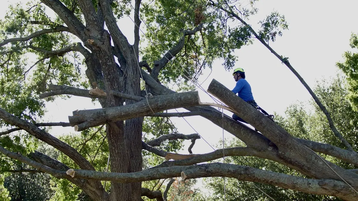 Professional Crown Thinning performed by certified arborists in Kanopolis